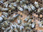 Bienen-7-Königin klein